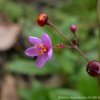 Talinum paniculatum (Jacq.) Gaertn.